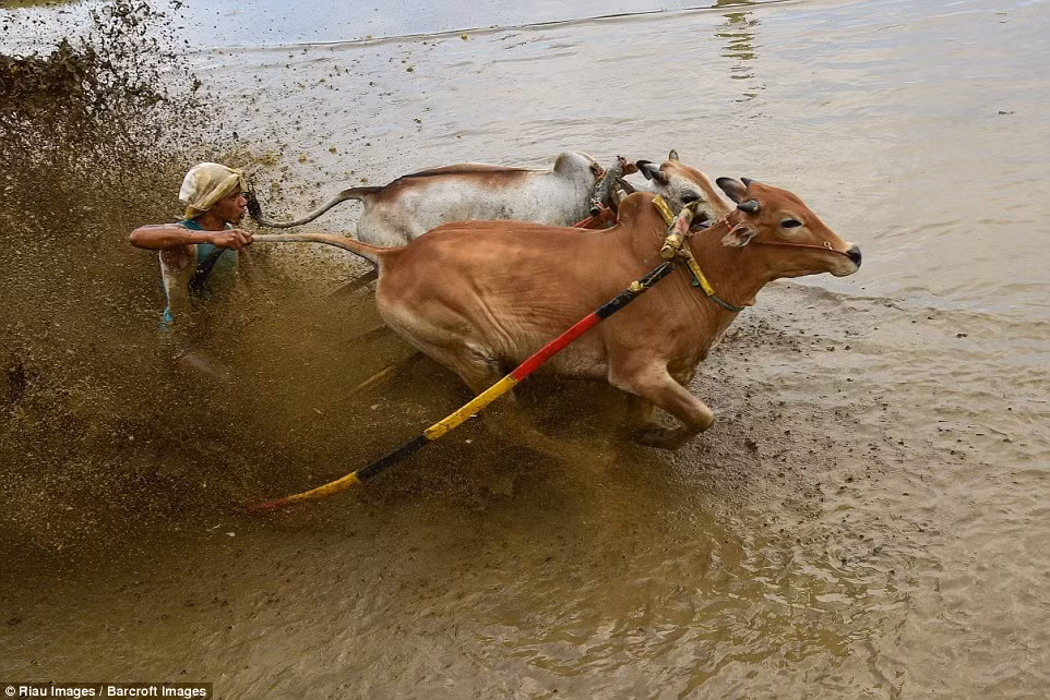 Được biết, những con bò chiến thắng có thể sẽ được bán với giá cao gấp đôi những con bò bình thường, mang về nguồn lợi nhuận không nhỏ cho chủ nhân. (Nguồn Dailymail)