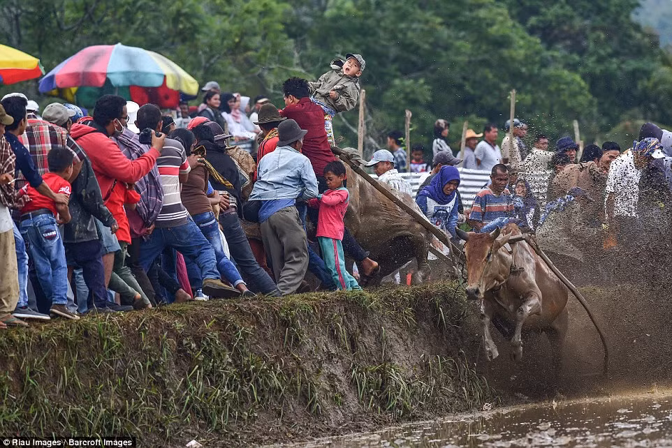 Tuy vậy, những người đứng xem có nguy cơ bị những con bò quá khích lao vào và gặp chấn thương nhẹ. (Nguồn Dailymail)