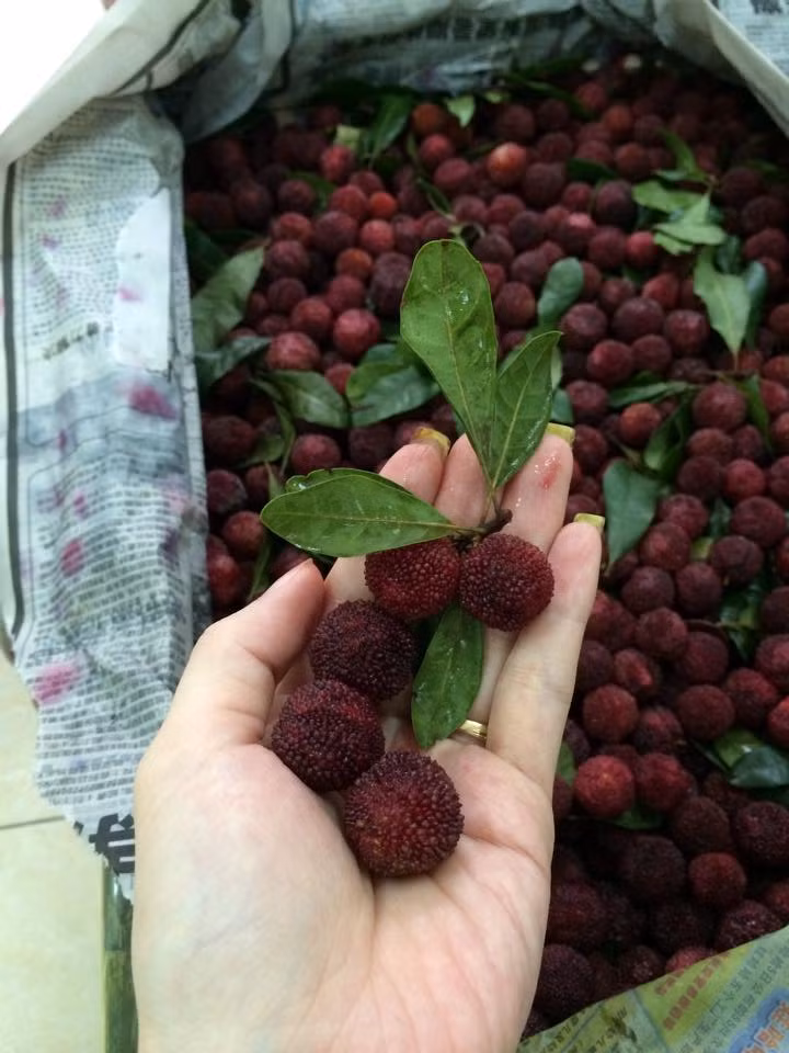 Ở nước ta, cây thanh mai mọc chủ yếu ở các vùng Lâm Đồng, Quảng Bình. Người dân thu quả thanh mai chín về ngâm tượu hoặc chế thành mứt để giải khát, tẩm bổ cơ thể, cải thiện sắc tố da rất hiệu quả.