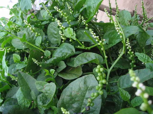 8 loai la cay thuoc trong vuon tri mun nhot-Hinh-4