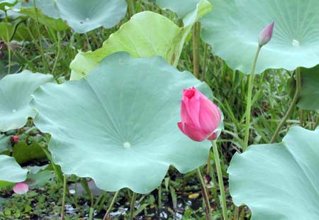 8 loai la cay thuoc trong vuon tri mun nhot-Hinh-7