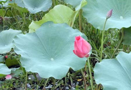 8 loai la cay thuoc trong vuon tri mun nhot-Hinh-7