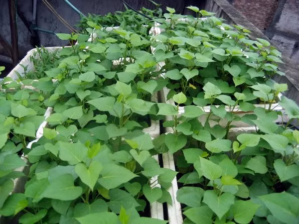 8 loai la cay thuoc trong vuon tri mun nhot-Hinh-2