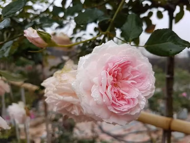 Những cành hoa to nặng trĩu cành