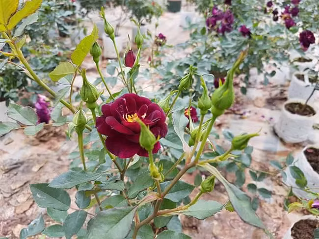 Và để thực hiện ước mơ của mình, chị đã dày công tìm kiếm nguồn hoa hồng cổ ở Sa Pa, cũng như nhiều giống hồng ngoại ở các nước nổi tiếng