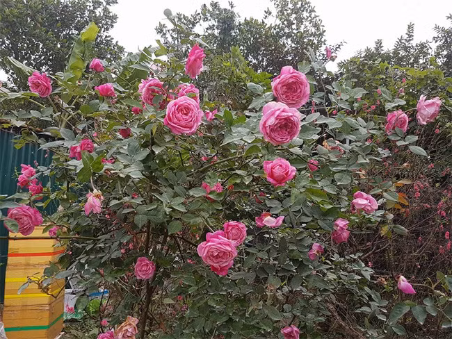 Đặc biệt, vườn hoa chị Tuyết có hàng trăm cây hồng cổ Sapa có giá lên tới vài chục triệu đồng