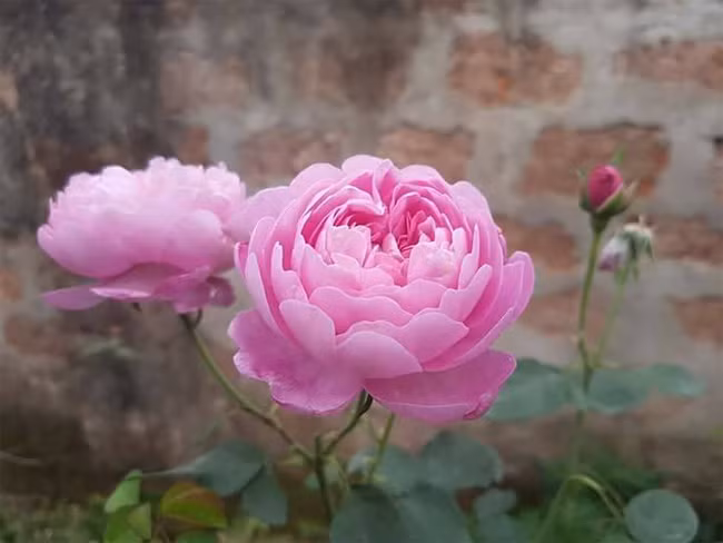 Charles Rennie Mackintosh - một loài hồng thơm mùi việt quất