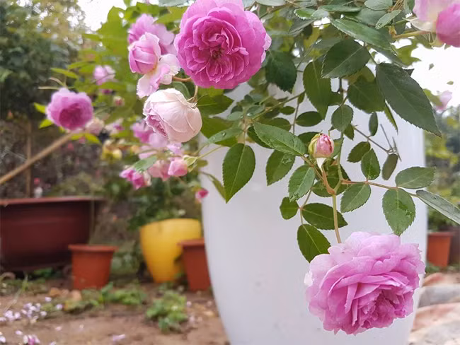 Những chậu hoa aunt margy' chi chít hoa