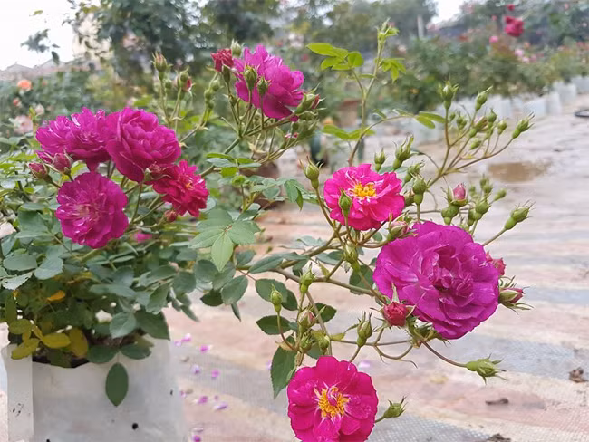 Ghe tham vuon hong khong mat phi va dep hon le hoi hoa hong