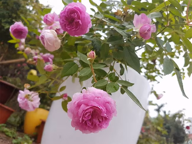 Những chậu hoa như này có giá khoảng 1 triệu đồng