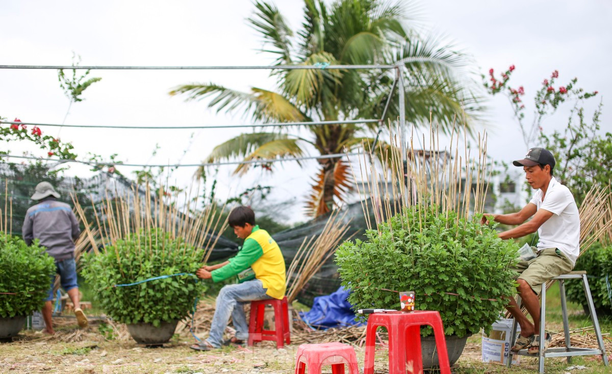 Bên bờ sông Hà Thanh (TP. Quy Nhơn) những ngày này, từ sáng đến tối không khí nhộn nhịp tại các vườn hoa, các thợ cúc tất bật cắm cọc, trẩy nụ, "tút" lại những chậu hoa để kịp xuất bán ra thị trường. Người trồng cúc ở bên sông Hà Thanh chủ yếu là cư dân của phường Đống Đa, thêm một vài hộ ở các nơi về thuê đất trồng hoa. Ảnh: Trương Định.