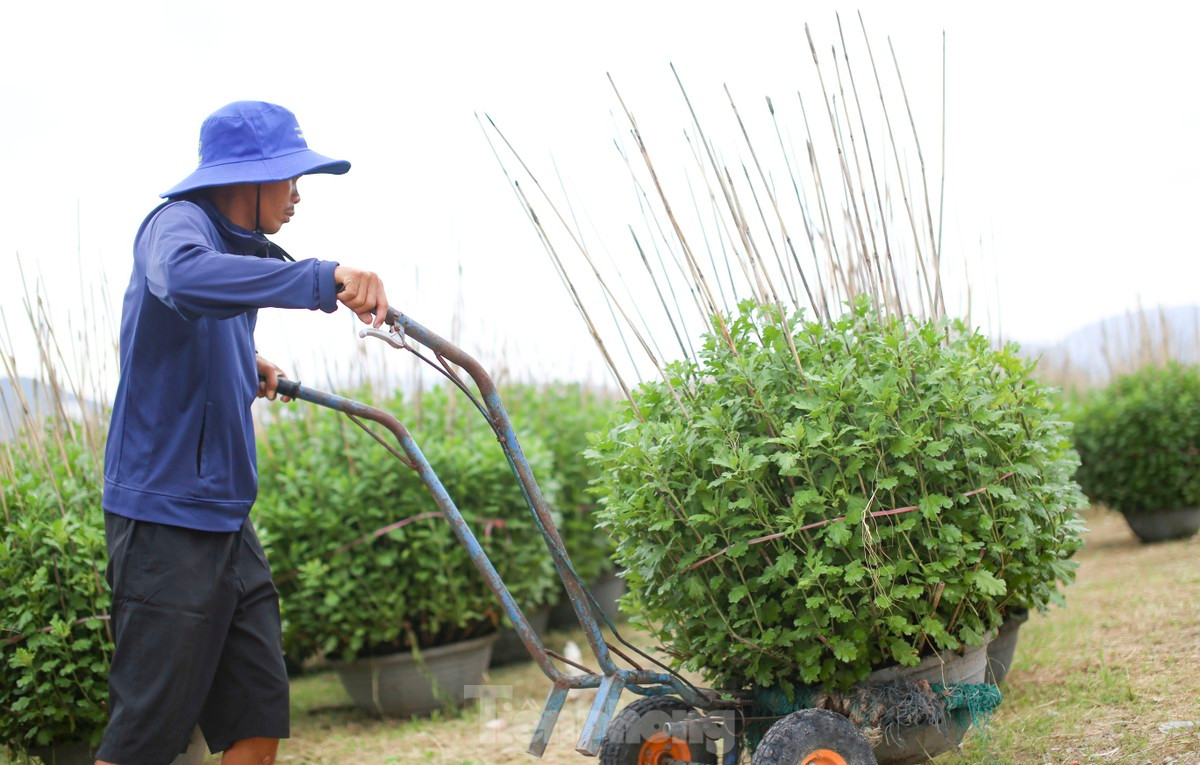 Theo người dân, công việc chăm sóc hoa Tết diễn ra trong thời gian ngắn, do đó cũng tranh thủ nhận việc để kiếm thêm thu nhập. Ảnh: Trương Định.