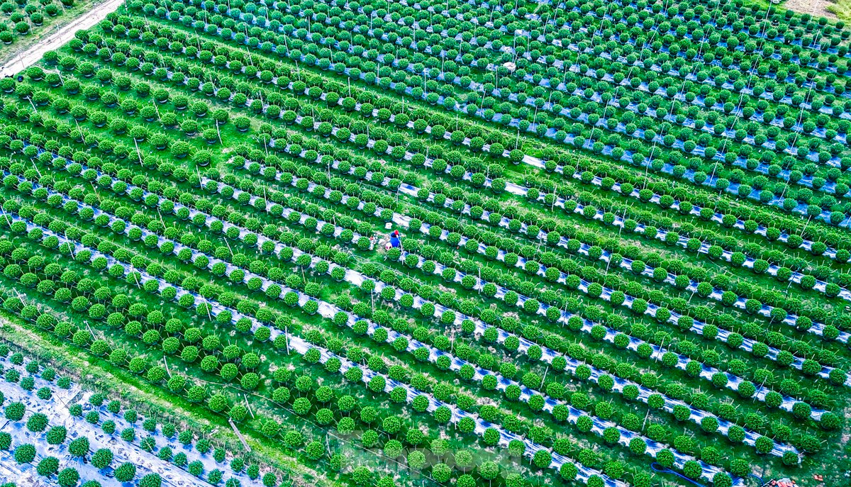 Ngược lên dòng sông Kôn, làng hoa Bình Thành (huyện Tây Sơn, Bình Định) cũng nhộn nhịp không kém. Đây là thời điểm quan trọng, nhà vườn bắt đầu sử dụng kỹ thuật chăm sóc “đặc biệt” giúp hàng nghìn chậu hoa cúc nở vào đúng dịp Tết. Ảnh: Nguyễn Gia.