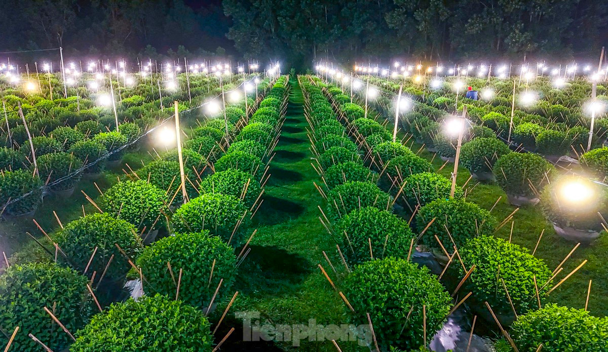 Ông Lê Cường (55 tuổi, xã Bình Thành) cho biết, mỗi năm vào vụ Tết, gia đình trồng gần 1.000 chậu hoa cúc phục vụ Tết. Để có vụ hoa kịp Tết, người trồng hoa bên cạnh kinh nghiệm, thì việc chong đèn cũng phải lựa thời gian phù hợp. Theo ông Cường, việc chong đèn xuyên đêm nhằm làm cho cây cúc luôn thức, vì khi “ngủ” cây sẽ ra búp; khi nào muốn cây ra búp đúng theo dịp Tết thì tiến hành cắt điện, không thắp sáng nữa. Ảnh: Nguyễn Gia.