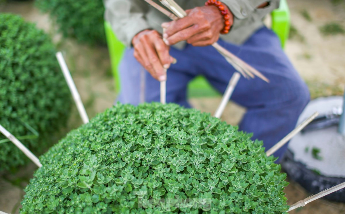 Cúc mâm xôi tại phường Đống Đa (TP. Quy Nhơn) chờ ngày tung ra thị trường hoa Tết. Ảnh: Trương Định.