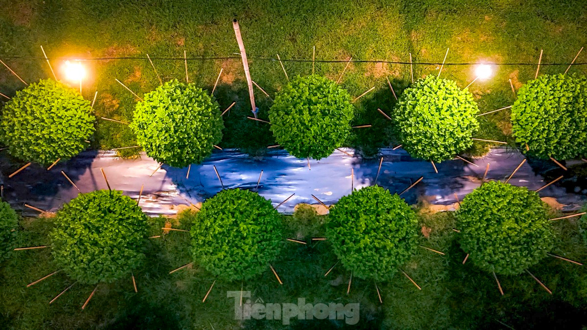 Bình Định đang là mùa mưa, trời nhanh tối, khoảng hơn 18h, các nhà vườn hoa cúc tại làng hoa Bình Thành bắt đầu sáng trưng ánh đèn, một không gian vùng quê trở nên lung linh, rực rỡ. Ảnh: Nguyễn Gia.