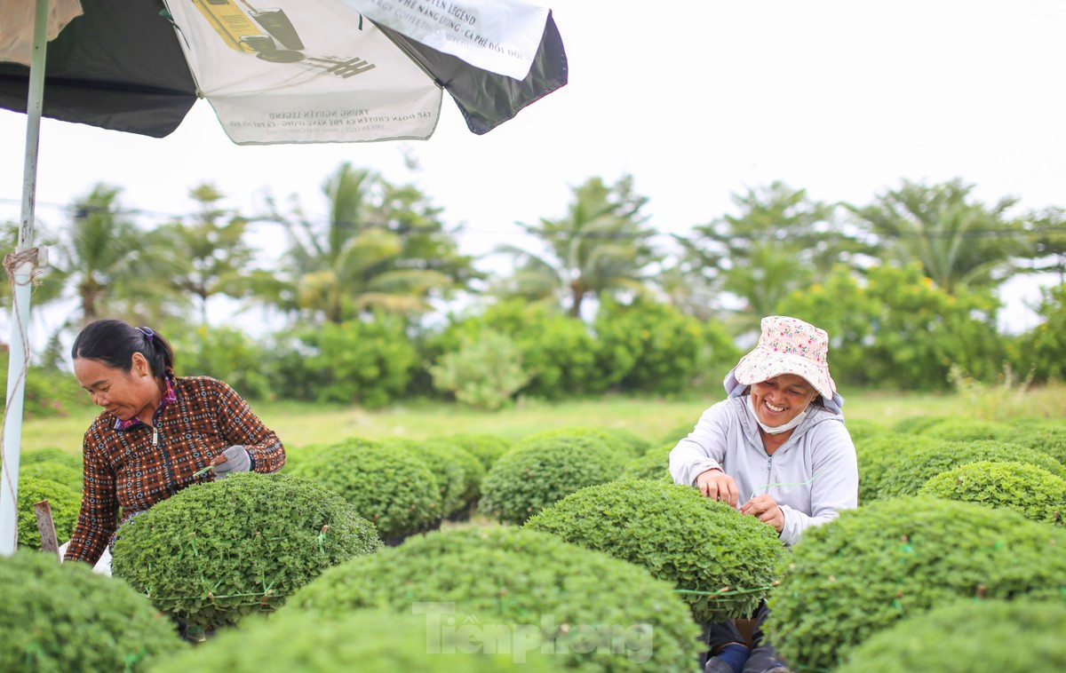 Nhiều loại cúc hứa hẹn được bán ra thị trường hoa Tết tại Bình Định năm nay như đại đóa, mâm xôi, đồng tiền... Ảnh: Trương Định.
