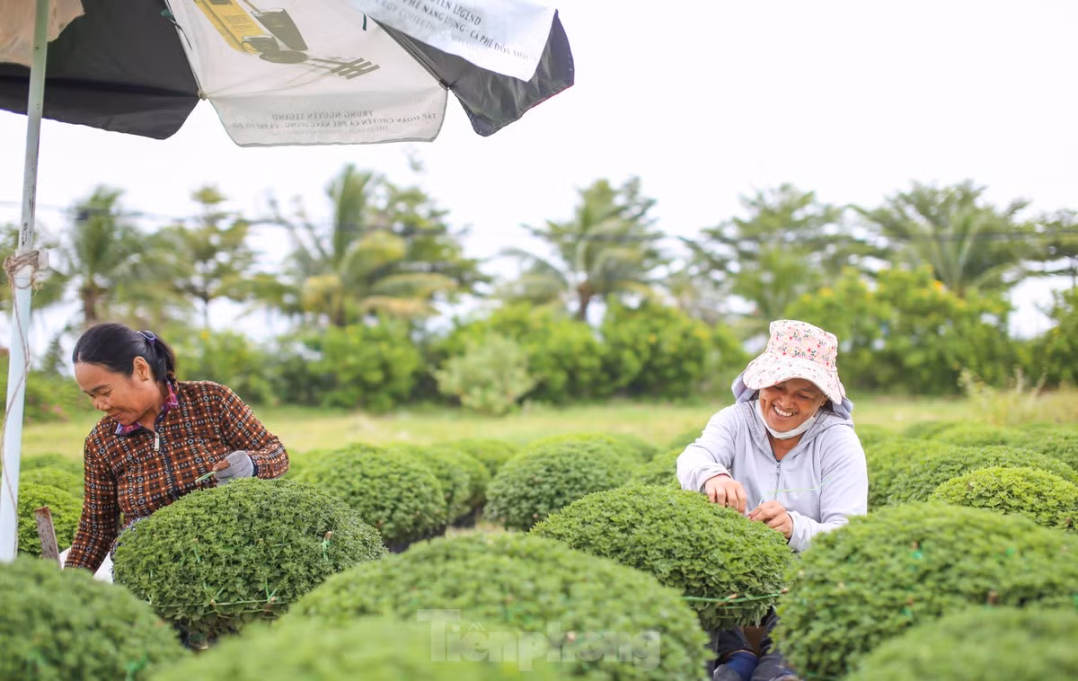 Nhiều loại cúc hứa hẹn được bán ra thị trường hoa Tết tại Bình Định năm nay như đại đóa, mâm xôi, đồng tiền... Ảnh: Trương Định.