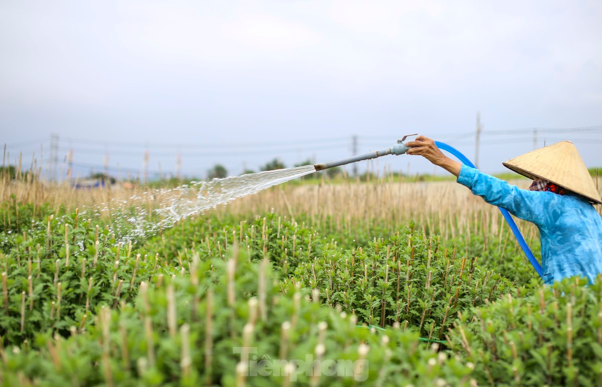 Bà Lê Thị Thanh Xuân (70 tuổi) cho hay, gia đình bà đã hơn 30 năm trồng hoa Tết, vụ năm nay gia đình bà trồng 800 chậu, từ lúc xuống giống đến nay thời tiết tương đối thuận lợi, cây phát triển tốt, nụ nhiều. Để kịp hoa bán Tết, những ngày qua, ngoài lao động trong nhà, bà phải thuê thêm 6 người để cắm cọc. Ảnh: Trương Định.