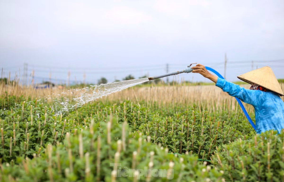 Bà Lê Thị Thanh Xuân (70 tuổi) cho hay, gia đình bà đã hơn 30 năm trồng hoa Tết, vụ năm nay gia đình bà trồng 800 chậu, từ lúc xuống giống đến nay thời tiết tương đối thuận lợi, cây phát triển tốt, nụ nhiều. Để kịp hoa bán Tết, những ngày qua, ngoài lao động trong nhà, bà phải thuê thêm 6 người để cắm cọc. Ảnh: Trương Định.