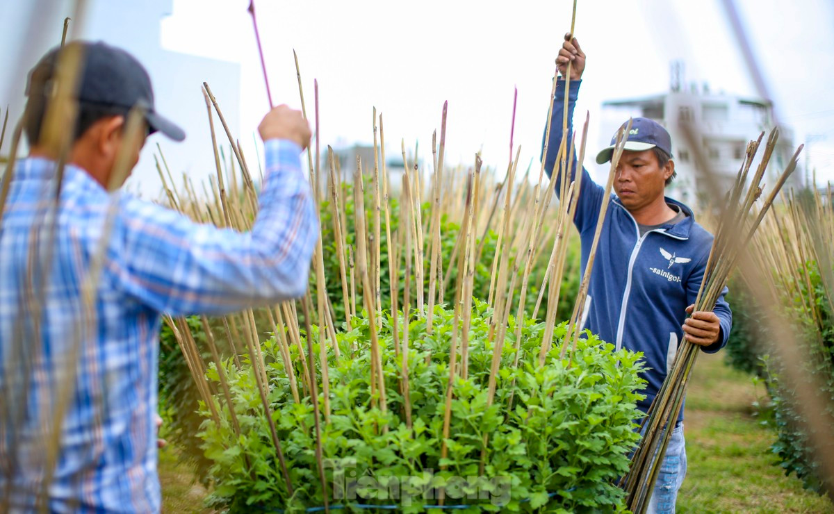 Nhà vườn tất bật với công việc chăm sóc hoa để chuẩn bị tung ra phục vụ thị trường Tết. Ảnh: Trương Định