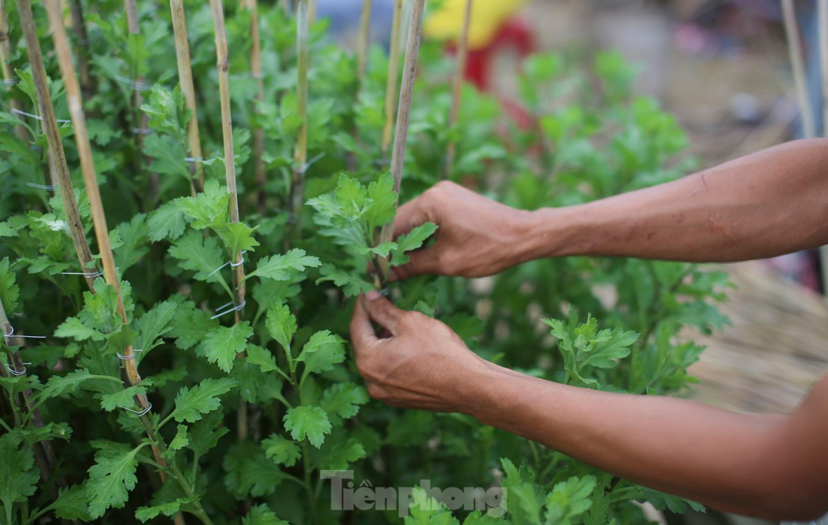 Cũng theo các nhà vườn, trồng hoa Tết không phải chuyện đơn giản, nhẹ nhàng, người trồng hoa đa phần tự rút ra kinh nghiệm từ thực tế của mình. Công việc đòi hỏi phải chăm chút, tỉ mẩn, yêu thương chăm sóc, có vậy mới cho ra những chậu hoa tốt tươi. Ảnh: Trương Định.
