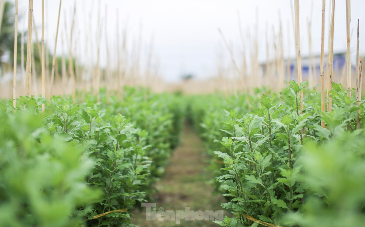 Những chậu cúc mướt xanh chờ phục vụ thị trường Tết. Ảnh: Trương Định.