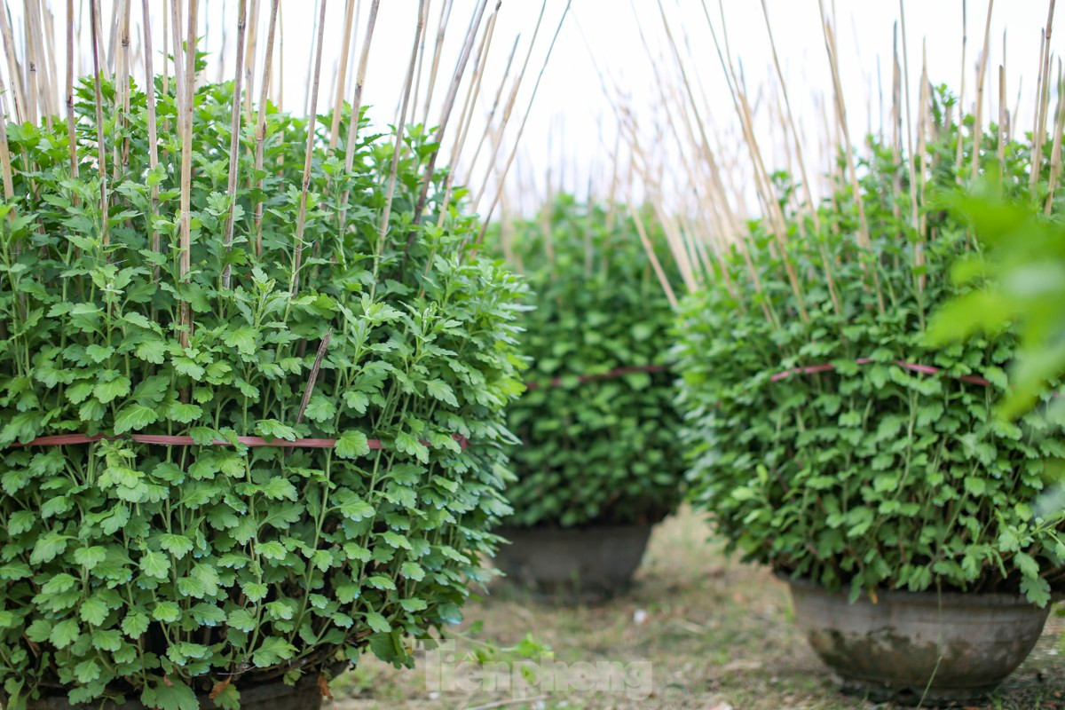 “Mọi năm, vào khoảng 22 tháng Chạp là bắt đầu xuất bán ra thị trường. Một phần thương lái tự tìm đến vườn chọn mua, phần còn lại gia đình cũng thuê mặt bằng trên đường Nguyễn Tất Thành để đưa hoa xuống bán. Đến giờ thời tiết tương đối thuận lợi, còn thời tiết đến lúc đó không biết thế nào, cũng mong thuận lợi để nhà vườn có một cái Tết đủ đầy”, bà Xuân chia sẻ. Ảnh: Trương Định.