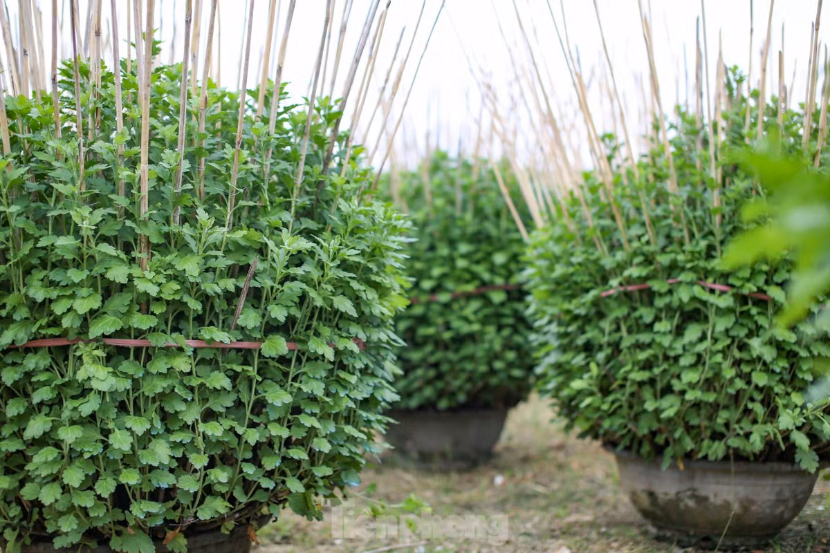 “Mọi năm, vào khoảng 22 tháng Chạp là bắt đầu xuất bán ra thị trường. Một phần thương lái tự tìm đến vườn chọn mua, phần còn lại gia đình cũng thuê mặt bằng trên đường Nguyễn Tất Thành để đưa hoa xuống bán. Đến giờ thời tiết tương đối thuận lợi, còn thời tiết đến lúc đó không biết thế nào, cũng mong thuận lợi để nhà vườn có một cái Tết đủ đầy”, bà Xuân chia sẻ. Ảnh: Trương Định.