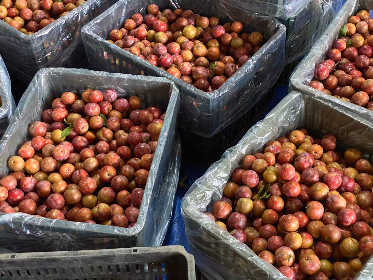 Trữ được 30 tấn quả mận hậu nhờ cách bảo quản đặc biệt - Hình 2 Tru duoc 30 tan qua man hau nho cach bao quan dac biet-Hinh-2