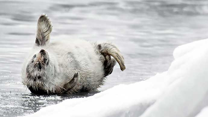Quốc gia Bắc Âu là quê hương của một trong những loài hải cẩu nước ngọt duy nhất trên thế giới, Saimaa Ringed Seal, chỉ có thể được tìm thấy ở hồ Saimaa.