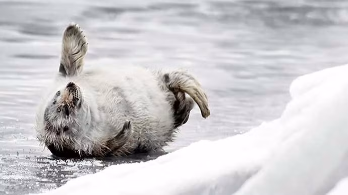Quốc gia Bắc Âu là quê hương của một trong những loài hải cẩu nước ngọt duy nhất trên thế giới, Saimaa Ringed Seal, chỉ có thể được tìm thấy ở hồ Saimaa.