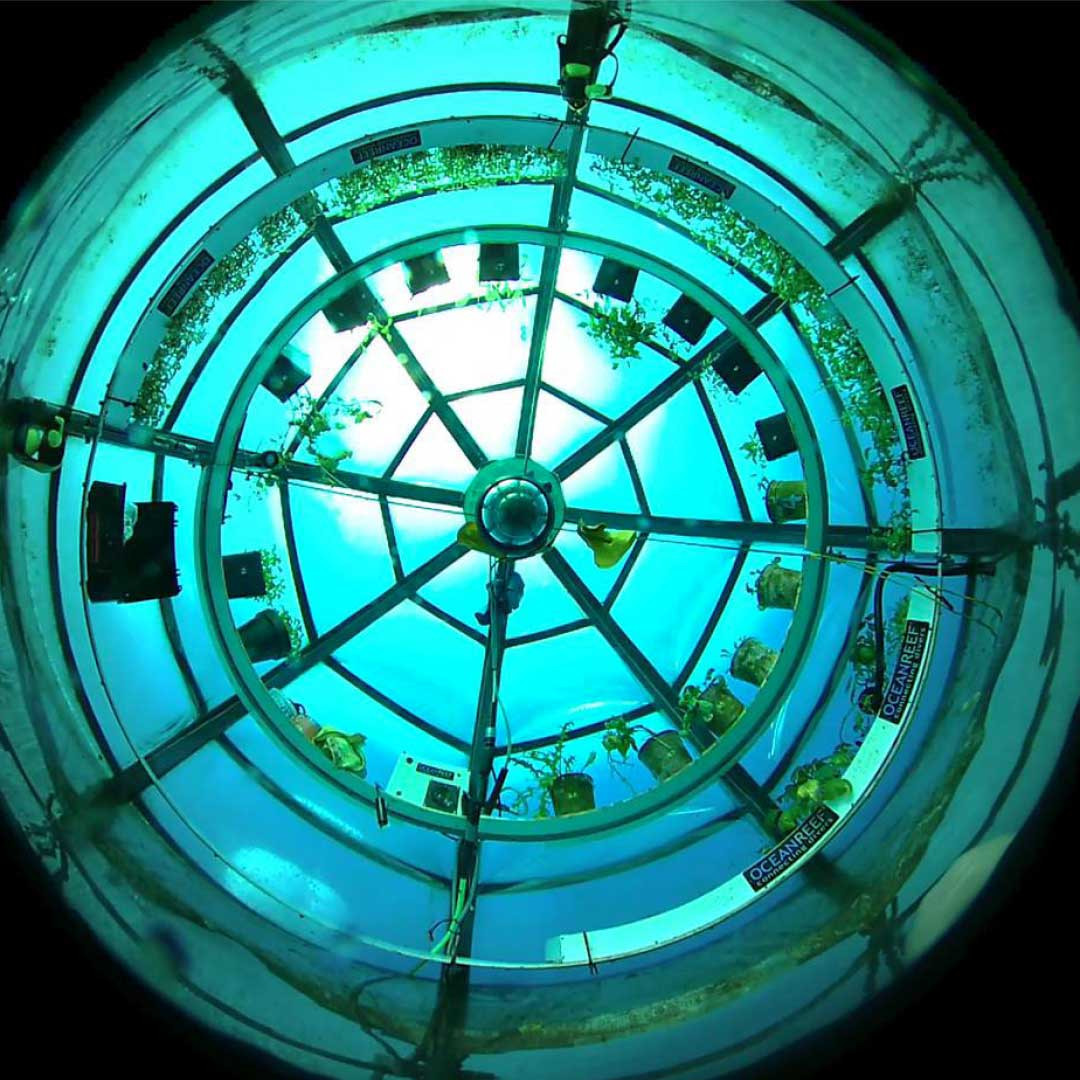 Vùng biển được lựa chọn là nơi có nhiều nắng, dù ở sâu dưới 8 mét vẫn có đủ ánh sáng để cho cây quang hợp.