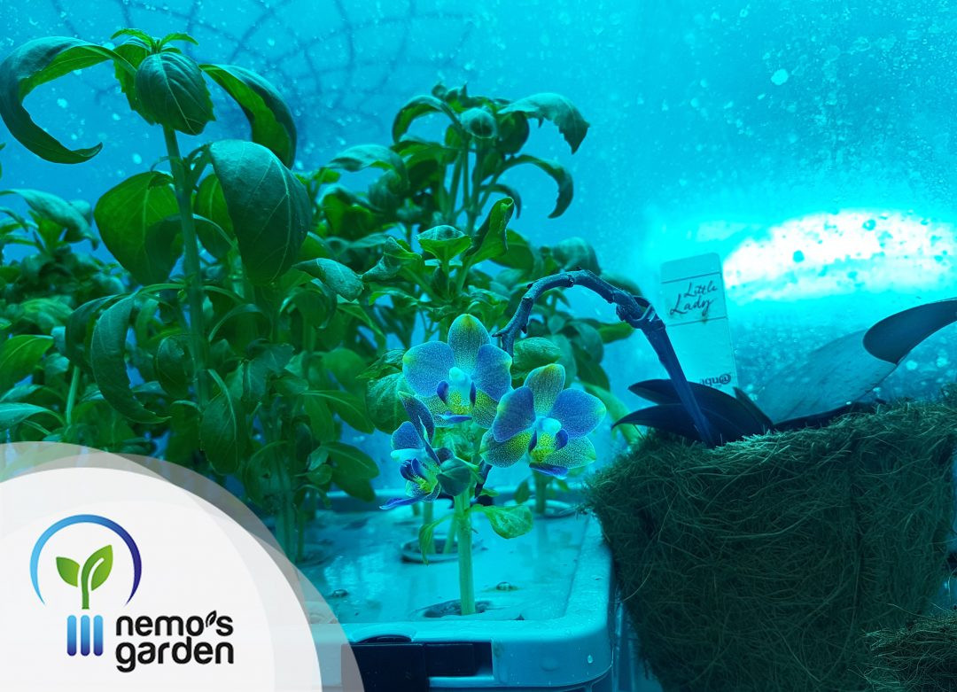 Điều này cho thấy việc nuôi trồng thực phẩm dưới đại dương hoàn toàn có tiềm năng.