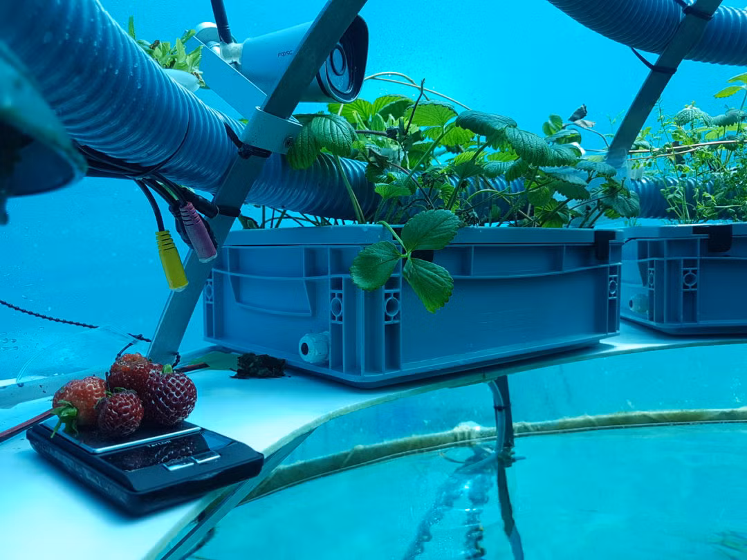 Nhiệt độ trong lòng cầu đạt ngưỡng 29 độ C, mức lý tưởng cho sự sinh trưởng của các loại rau và loại thực vật khác.