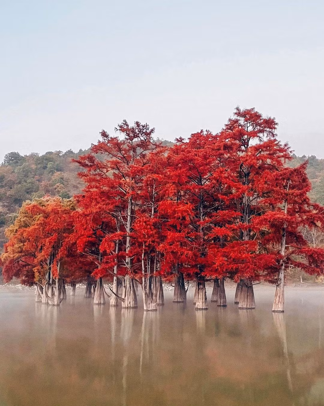 Những cây bách đầm lầy sau đó được trồng trong thung lũng Sukko, bao quanh bởi những ngọn đồi.