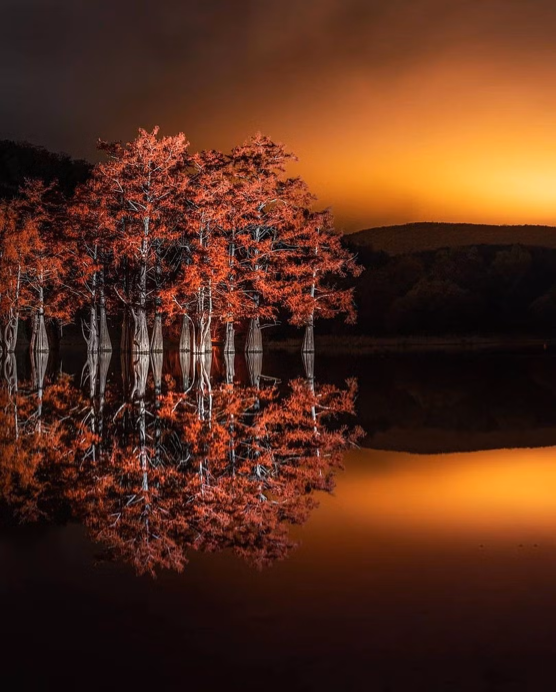 Những cây này sau đó được đưa tới khu vực đầm lầy ngập nước, môi trường "bản địa" của chúng.