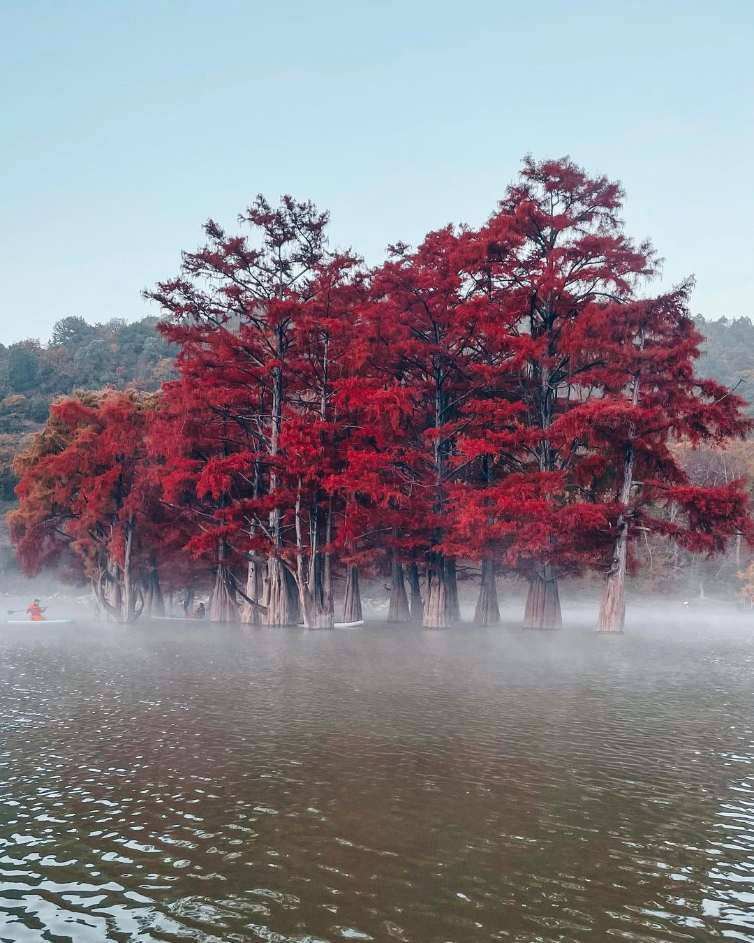 Theo một giả thuyết, năm 1930, người Liên Xô đã mang chúng từ Bắc Mỹ với hi vọng phát triển loài cây này.
