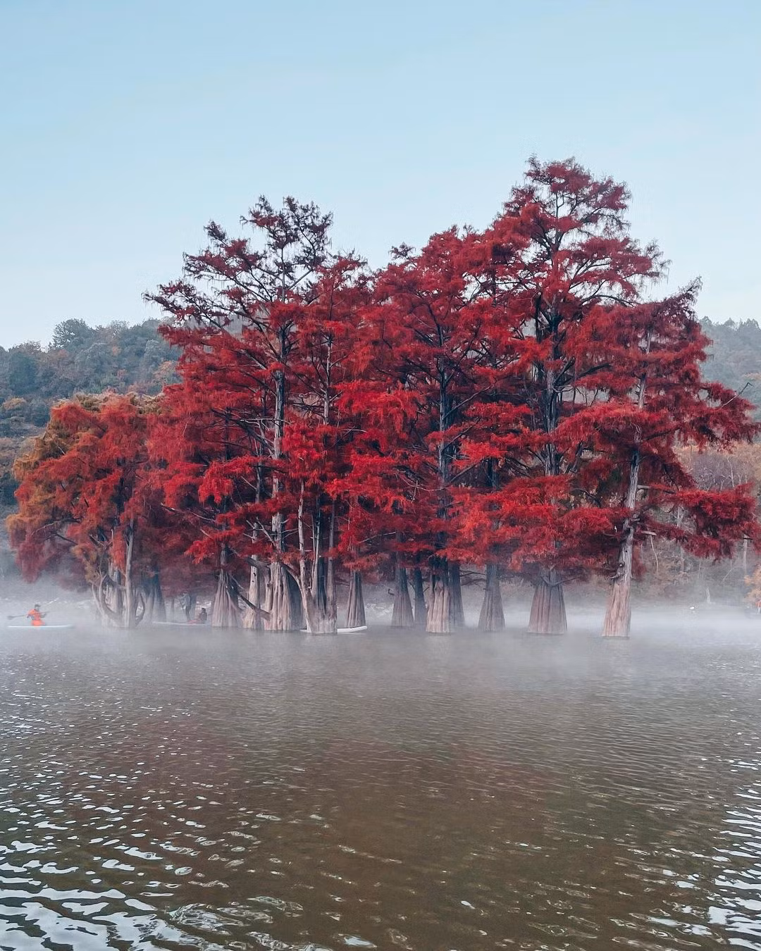 Theo một giả thuyết, năm 1930, người Liên Xô đã mang chúng từ Bắc Mỹ với hi vọng phát triển loài cây này.