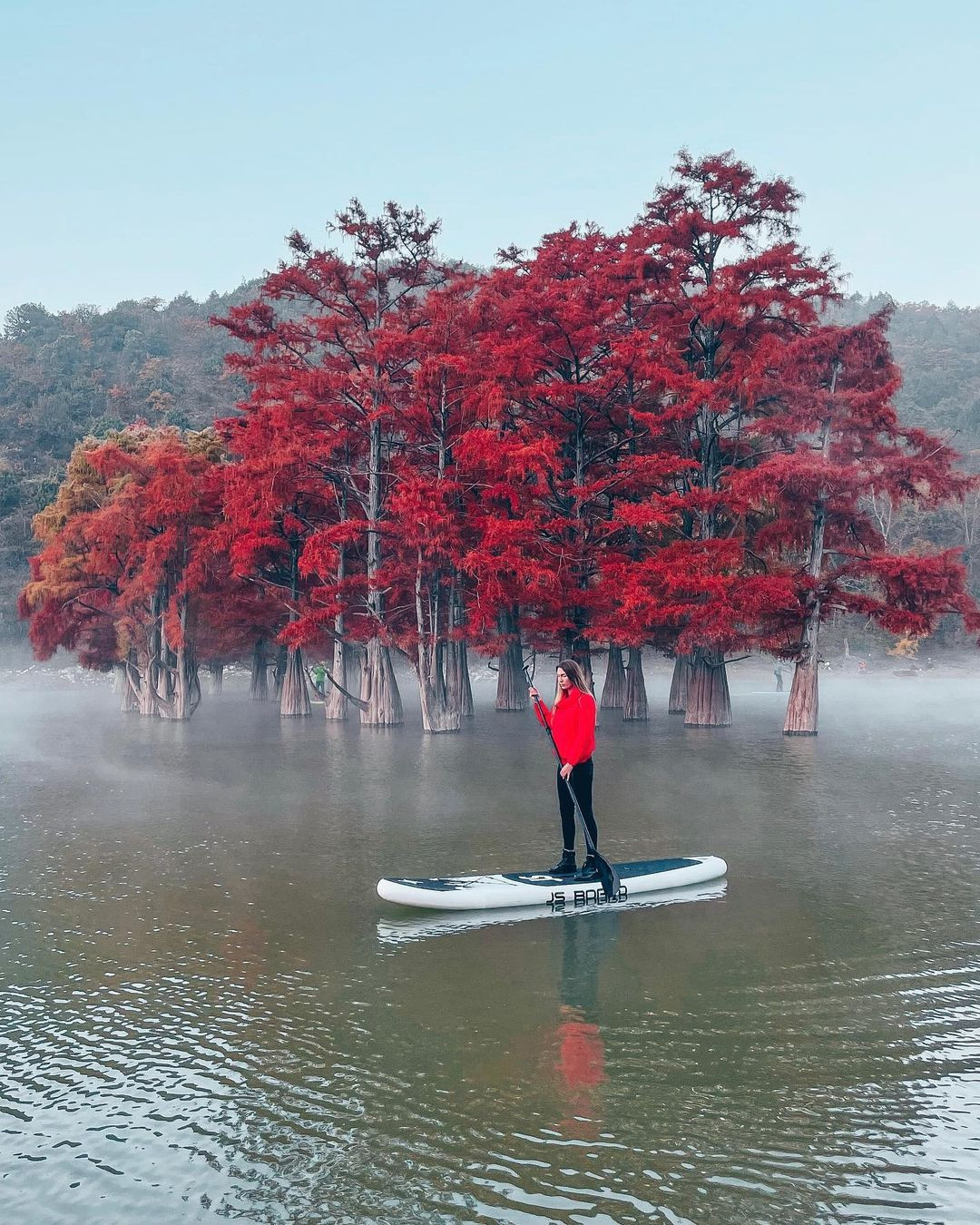 Theo đó, những cây bách đầm lầy ban đầu không mọc tự nhiên tại nơi đây.