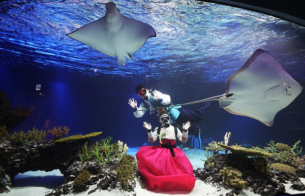 Han Quoc: Tho lan mac Hanbok, boi loi chuc Tet voi ca duoi