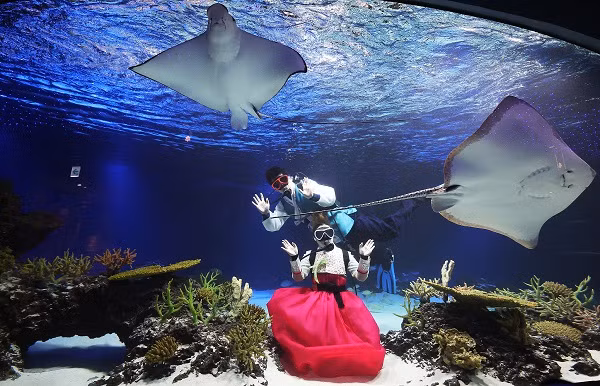 Han Quoc: Tho lan mac Hanbok, boi loi chuc Tet voi ca duoi