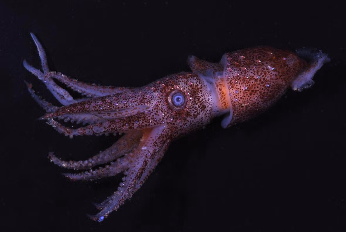 Các đốm này sẽ được mực dâu tây sử dụng để phản chiếu ánh sáng của chính mình, giúp chúng ngụy trang, tránh những kẻ săn mồi.