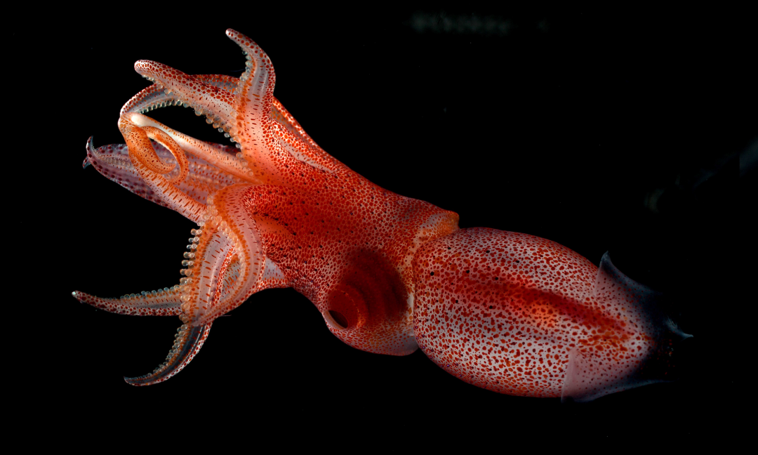 Trong khi mắt lớn của mực mắt lác có màu vàng, thường hướng lên phía trên để tận dụng ánh sáng mặt trời tìm kiếm thức ăn...