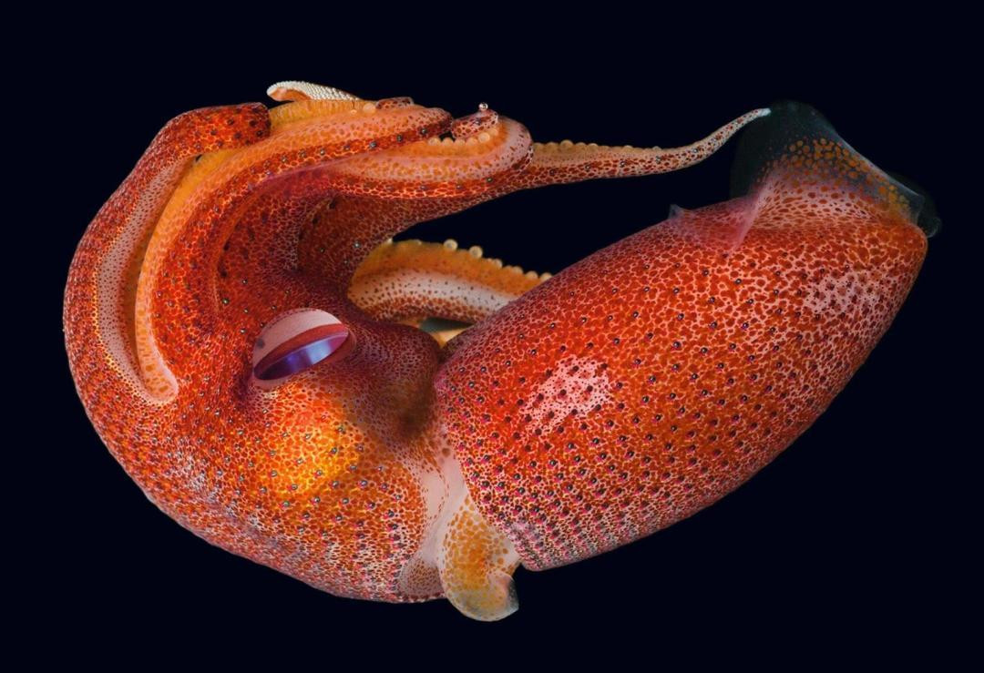 Theo các nhà khoa học, khi được sinh ra, mực dâu tây vốn sở hữu hai mắt có kích thước tương đương nhau.