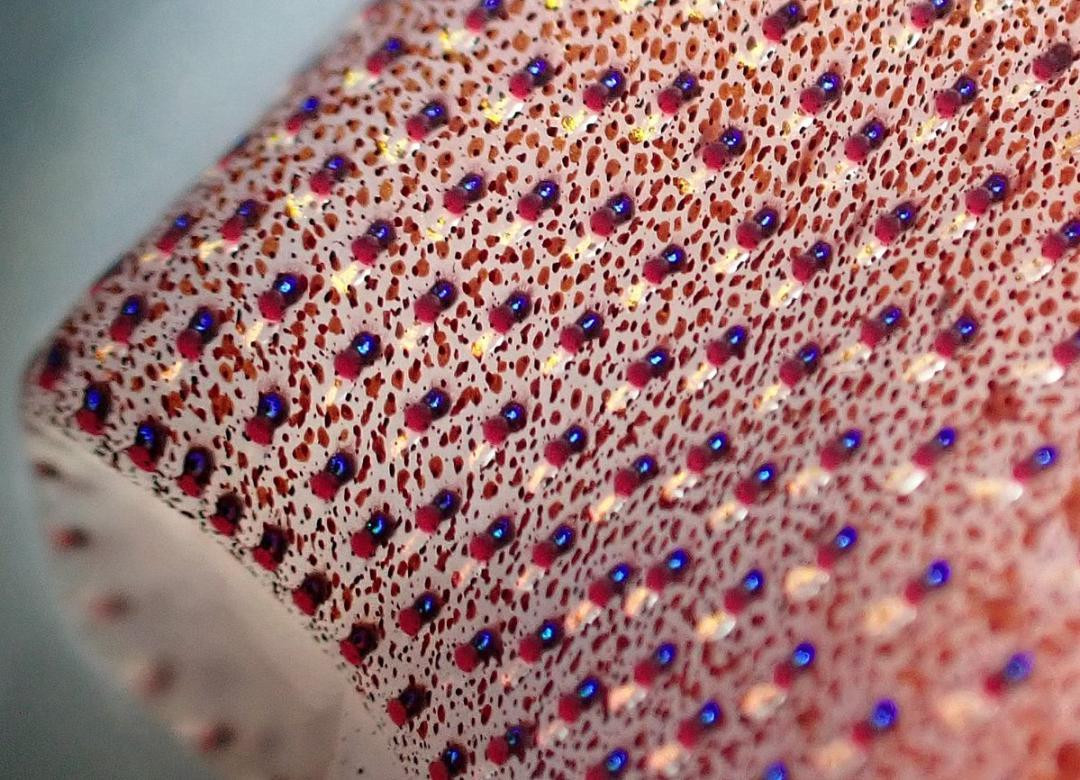 Trên thực tế, những đốm này là photophores, cơ quan tạo ra ánh sáng thông qua phản ứng hóa học hoặc thông qua các vi khuẩn phát sáng cộng sinh.