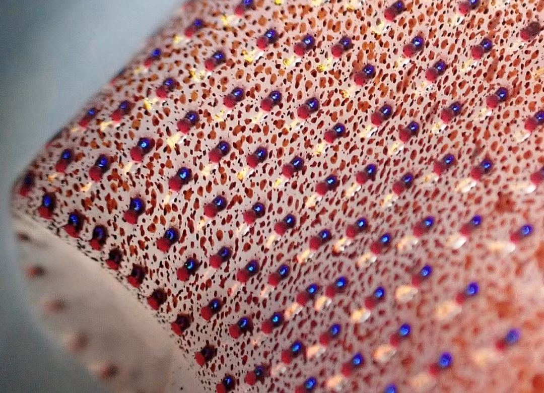 Trên thực tế, những đốm này là photophores, cơ quan tạo ra ánh sáng thông qua phản ứng hóa học hoặc thông qua các vi khuẩn phát sáng cộng sinh.