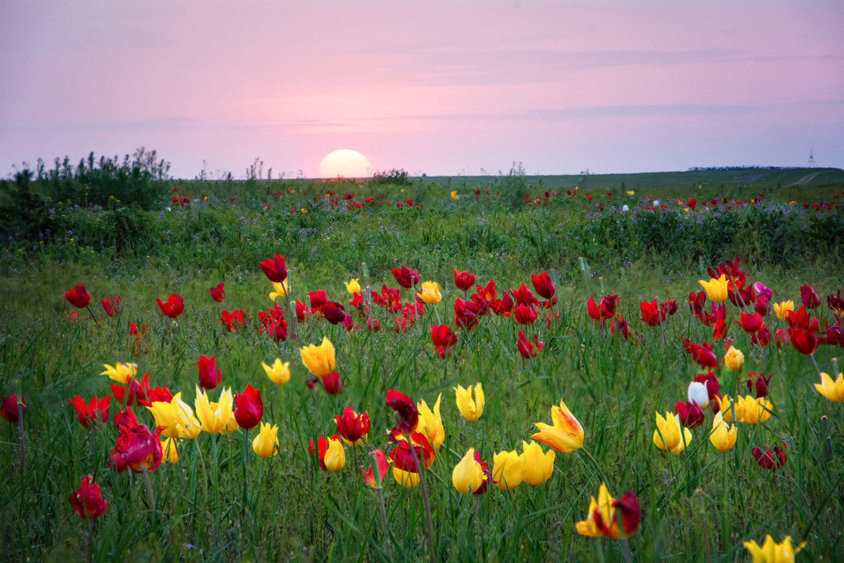 Vào giữa mùa xuân, khi hoa tulip bắt đầu nở, khung cảnh xám xịt của tuyến đường Volgograd tới Elista (R-221), Elista tới Stavropol (R-216) bỗng chốc được "phù phép" thành một "thiên đường sắc màu".
