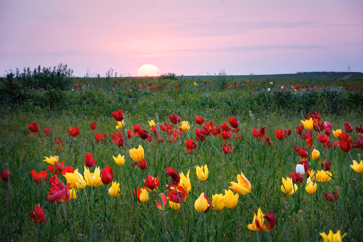 Vào giữa mùa xuân, khi hoa tulip bắt đầu nở, khung cảnh xám xịt của tuyến đường Volgograd tới Elista (R-221), Elista tới Stavropol (R-216) bỗng chốc được "phù phép" thành một "thiên đường sắc màu".