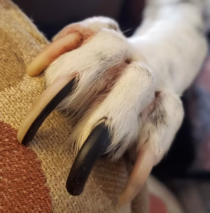 "Bộ vuốt" tự nhiên của chú chó này còn sắc nét hơn chủ nhân của nó cất công ra tiệm tu sửa.